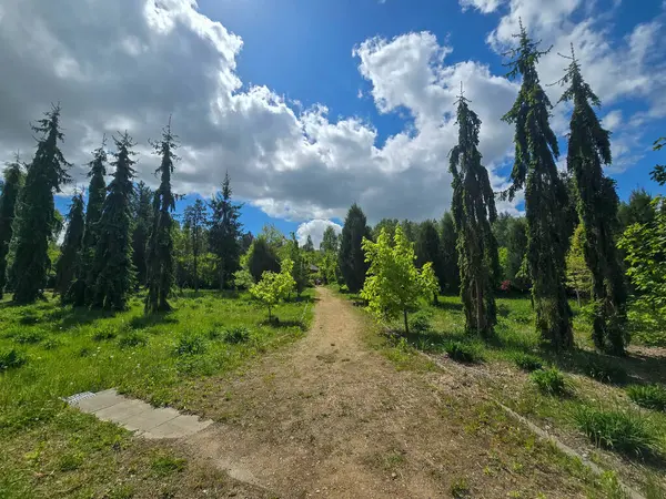 Dramatik bahar bulutları altında dekoratif ağaçların olduğu manzaralı orman yolu. Yeşillik ve barışçıl doğa atmosferi. Eko, açık hava ve manzara temaları için mükemmel..