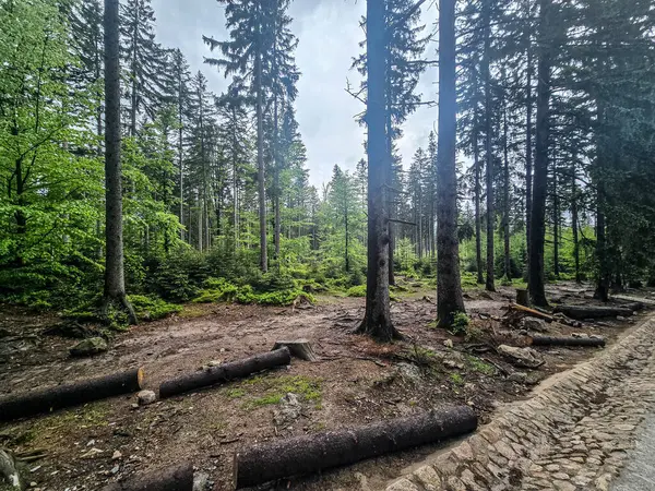 Görkemli tepeleri ve sonsuz vadileriyle nefes kesici dağ manzarası. Seyahat reklamcılığı, ilham verici içerik ve açık hava aktivite markalaşması için mükemmel.