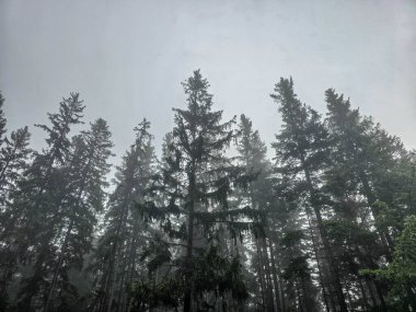 Gümüşi sisle kaplı mistik bir orman büyü ve sükunet havası yaratır. Kitap kapakları, meditasyon içeriği ve ekolojik markalaşma için mükemmel.