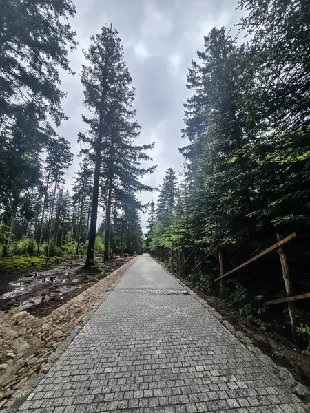 Yüksek tepelerden geçen dolambaçlı bir yolu olan çarpıcı bir dağ manzarası. Seyahat reklamları, ilham verici projeler ve macera markaları için mükemmel.