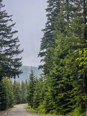 Yüksek tepelerden geçen dolambaçlı bir yolu olan çarpıcı bir dağ manzarası. Seyahat reklamları, ilham verici projeler ve macera markaları için mükemmel.