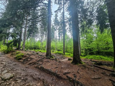 Görkemli tepeleri ve sonsuz vadileriyle nefes kesici dağ manzarası. Seyahat reklamcılığı, ilham verici içerik ve açık hava aktivite markalaşması için mükemmel.