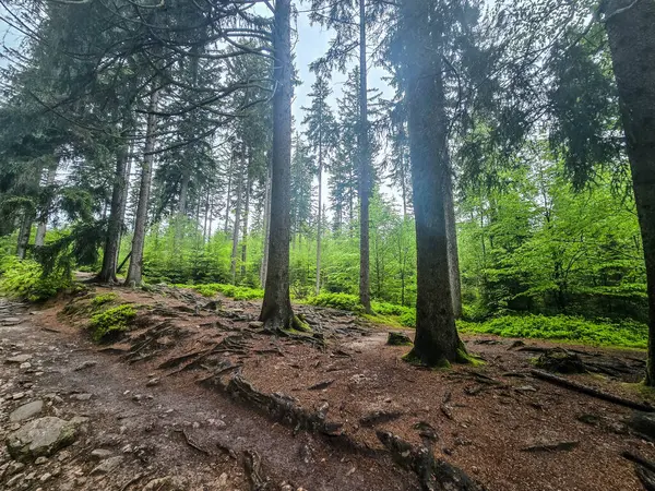 Görkemli tepeleri ve sonsuz vadileriyle nefes kesici dağ manzarası. Seyahat reklamcılığı, ilham verici içerik ve açık hava aktivite markalaşması için mükemmel.