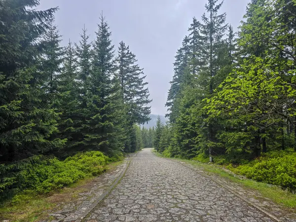 Yüksek tepelerden geçen dolambaçlı bir yolu olan çarpıcı bir dağ manzarası. Seyahat reklamları, ilham verici projeler ve macera markaları için mükemmel.