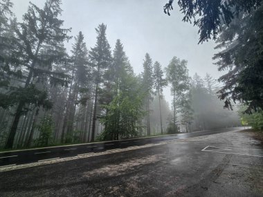 Antik bir ormanı saran mistik sis gizem ve sükunet havası yaratır. Kitap kapakları, fantezi temaları ve meditasyonlar için mükemmel.
