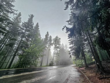 Gümüşi sisle kaplı mistik bir orman büyü ve sükunet havası yaratır. Kitap kapakları, meditasyon içeriği ve ekolojik markalaşma için mükemmel.