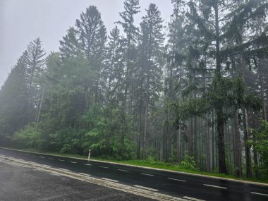 Gümüşi sisle kaplı mistik bir orman büyü ve sükunet havası yaratır. Kitap kapakları, meditasyon içeriği ve ekolojik markalaşma için mükemmel.