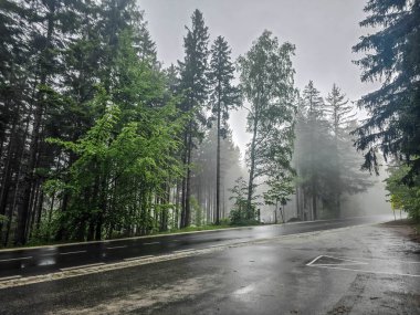 Gümüşi sisle kaplı mistik bir orman büyü ve sükunet havası yaratır. Kitap kapakları, meditasyon içeriği ve ekolojik markalaşma için mükemmel.