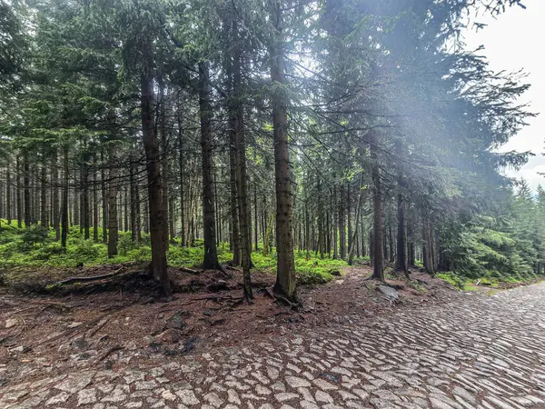 Yüksek tepelerden geçen dolambaçlı bir yolu olan çarpıcı bir dağ manzarası. Seyahat reklamları, ilham verici projeler ve macera markaları için mükemmel.