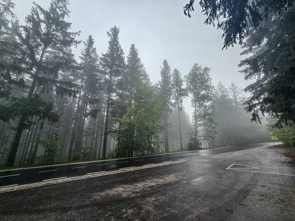 Antik bir ormanı saran mistik sis gizem ve sükunet havası yaratır. Kitap kapakları, fantezi temaları ve meditasyonlar için mükemmel.