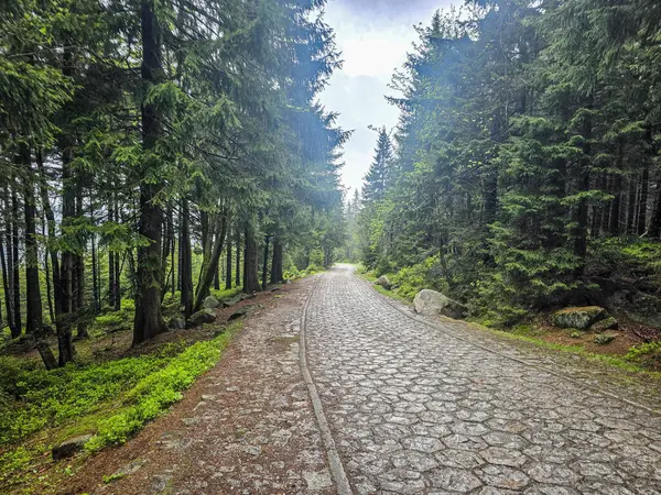 Yüksek tepelerden geçen dolambaçlı bir yolu olan çarpıcı bir dağ manzarası. Seyahat reklamları, ilham verici projeler ve macera markaları için mükemmel.