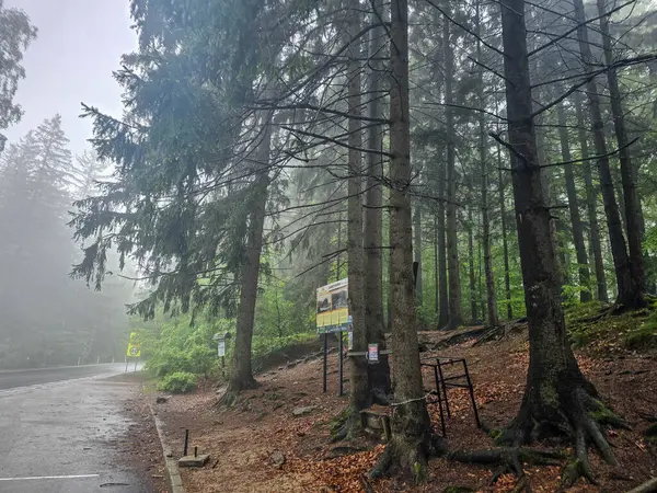 Gümüşi sisle kaplı mistik bir orman büyü ve sükunet havası yaratır. Kitap kapakları, meditasyon içeriği ve ekolojik markalaşma için mükemmel.
