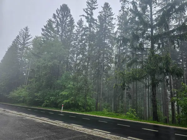 Gümüşi sisle kaplı mistik bir orman büyü ve sükunet havası yaratır. Kitap kapakları, meditasyon içeriği ve ekolojik markalaşma için mükemmel.
