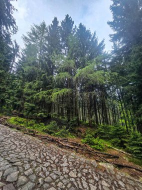 Yüksek tepelerden geçen dolambaçlı bir yolu olan çarpıcı bir dağ manzarası. Seyahat reklamları, ilham verici projeler ve macera markaları için mükemmel.