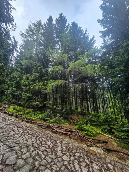 Yüksek tepelerden geçen dolambaçlı bir yolu olan çarpıcı bir dağ manzarası. Seyahat reklamları, ilham verici projeler ve macera markaları için mükemmel.
