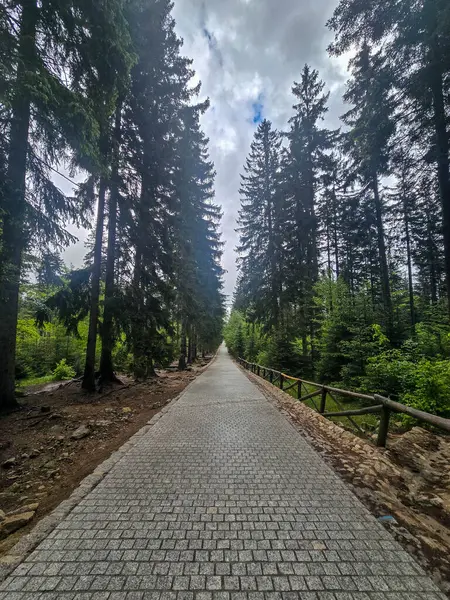 Yüksek tepelerden geçen dolambaçlı bir yolu olan çarpıcı bir dağ manzarası. Seyahat reklamları, ilham verici projeler ve macera markaları için mükemmel.