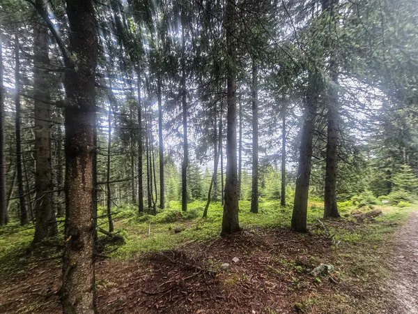 Gözlem güvertesinden nefes kesen dağ manzarası. Seyahat siteleri, tatil köyü reklamları ve ilham verici içerikler için mükemmel.