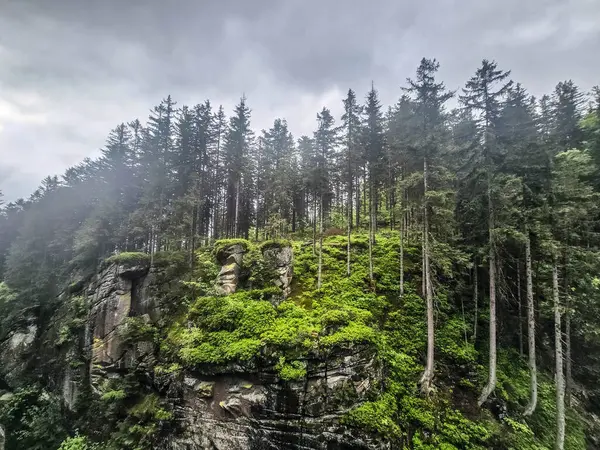 Antik bir ormanı saran mistik sis gizem ve sükunet havası yaratır. Kitap kapakları, fantezi temaları ve meditasyonlar için mükemmel.