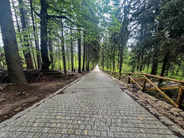 Yüksek tepelerden geçen dolambaçlı bir yolu olan çarpıcı bir dağ manzarası. Seyahat reklamları, ilham verici projeler ve macera markaları için mükemmel.