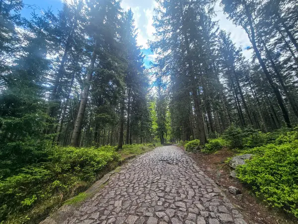 Yüksek tepelerden geçen dolambaçlı bir yolu olan çarpıcı bir dağ manzarası. Seyahat reklamları, ilham verici projeler ve macera markaları için mükemmel.