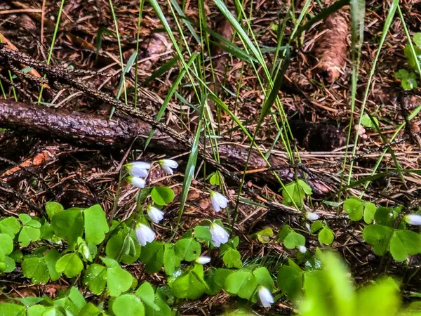 Manzaralı dağ yolları unutulmaz maceralar gerektiriyor. Seyahat acenteleri, macera blogları ve ilham verici içerikler için mükemmel.