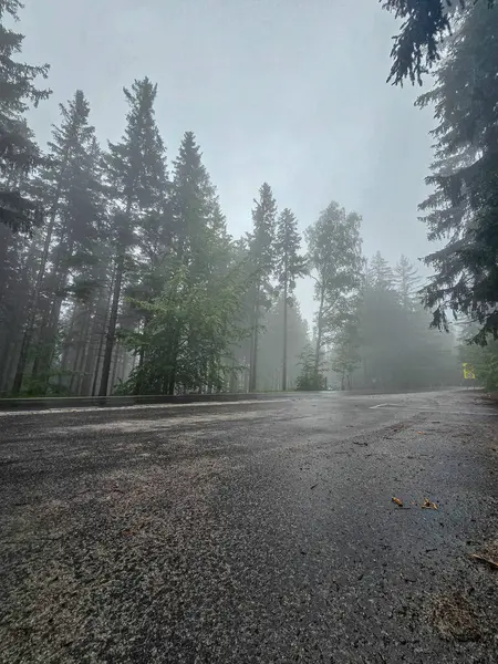 Antik bir ormanı saran mistik sis gizem ve sükunet havası yaratır. Kitap kapakları, fantezi temaları ve meditasyonlar için mükemmel.