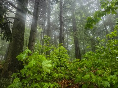 Antik bir ormanı saran mistik sis gizem ve sükunet havası yaratır. Kitap kapakları, fantezi temaları ve meditasyonlar için mükemmel.