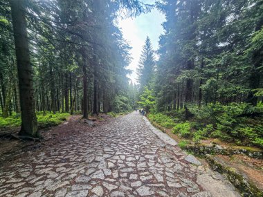 Yüksek tepelerden geçen dolambaçlı bir yolu olan çarpıcı bir dağ manzarası. Seyahat reklamları, ilham verici projeler ve macera markaları için mükemmel.