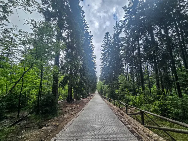 Yüksek tepelerden geçen dolambaçlı bir yolu olan çarpıcı bir dağ manzarası. Seyahat reklamları, ilham verici projeler ve macera markaları için mükemmel.