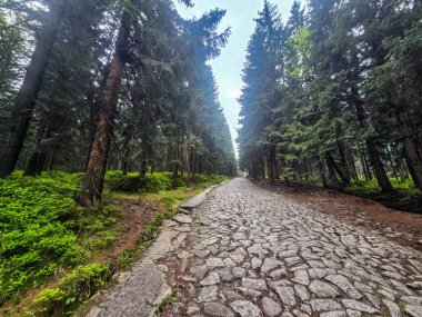 Yüksek tepelerden geçen dolambaçlı bir yolu olan çarpıcı bir dağ manzarası. Seyahat reklamları, ilham verici projeler ve macera markaları için mükemmel.