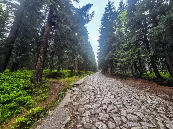 Yüksek tepelerden geçen dolambaçlı bir yolu olan çarpıcı bir dağ manzarası. Seyahat reklamları, ilham verici projeler ve macera markaları için mükemmel.