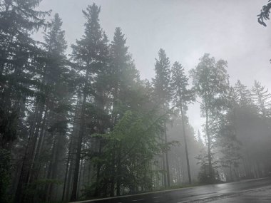 Antik bir ormanı saran mistik sis gizem ve sükunet havası yaratır. Kitap kapakları, fantezi temaları ve meditasyonlar için mükemmel.