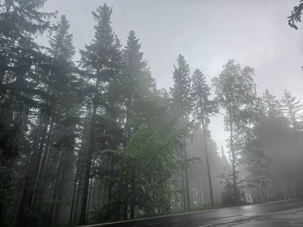 Antik bir ormanı saran mistik sis gizem ve sükunet havası yaratır. Kitap kapakları, fantezi temaları ve meditasyonlar için mükemmel.