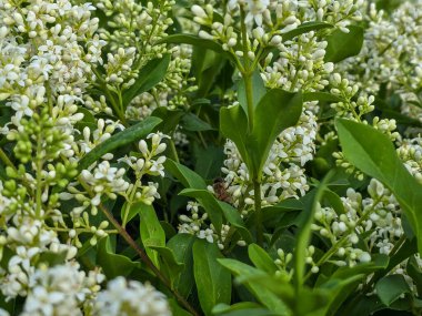 Tamamen açan beyaz çiçekler saflığı, şefkati ve yenilenmeyi sembolize eder. Bahar projeleri, düğün tasarımları, doğal özgeçmiş ve çiçek temaları için mükemmel. Yüksek kalite, detaylı, yumuşak ışıklandırma.