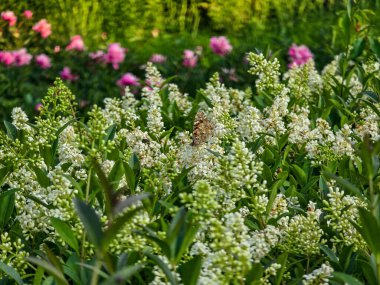 Tamamen açan beyaz çiçekler saflığı, şefkati ve yenilenmeyi sembolize eder. Bahar projeleri, düğün tasarımları, doğal özgeçmiş ve çiçek temaları için mükemmel. Yüksek kalite, detaylı, yumuşak ışıklandırma.