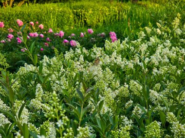 Tamamen açan beyaz çiçekler saflığı, şefkati ve yenilenmeyi sembolize eder. Bahar projeleri, düğün tasarımları, doğal özgeçmiş ve çiçek temaları için mükemmel. Yüksek kalite, detaylı, yumuşak ışıklandırma.