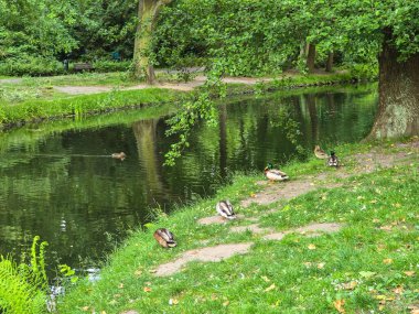 Ördeklerle dolu manzara parkı gölü, bir sükunet ortamı yaratıyor ve doğayla bağlantı kuruyor. Doğa, ekoloji, turizm ve şehir eğlence projeleri için mükemmel. Doğal renkler, yüksek detay ve uyumlu kompozisyon.