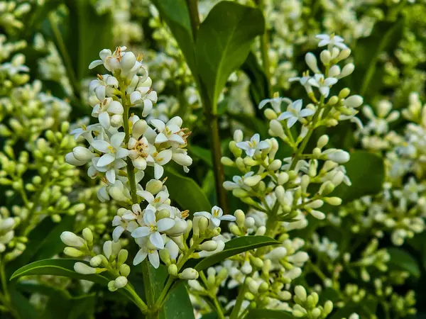 Tamamen açan beyaz çiçekler saflığı, şefkati ve yenilenmeyi sembolize eder. Bahar projeleri, düğün tasarımları, doğal özgeçmiş ve çiçek temaları için mükemmel. Yüksek kalite, detaylı, yumuşak ışıklandırma.