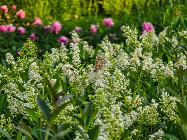 Tamamen açan beyaz çiçekler saflığı, şefkati ve yenilenmeyi sembolize eder. Bahar projeleri, düğün tasarımları, doğal özgeçmiş ve çiçek temaları için mükemmel. Yüksek kalite, detaylı, yumuşak ışıklandırma.