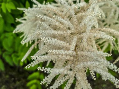 Çiçek açmış güzel beyaz tüylü çalılar. Bahar temaları, doğa geçmişi ve yumuşak estetik tasarımlar için mükemmel. Ticari kullanım için yüksek kaliteli fotoğraf