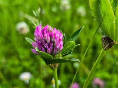 Renkli çiçeklerle dolup taşan canlı yaz çiçekleri. Bahçe temaları, manzara tasarımları ve neşeli arka planlar için mükemmel. Ticari ve dekoratif kullanım için yüksek kaliteli görüntü