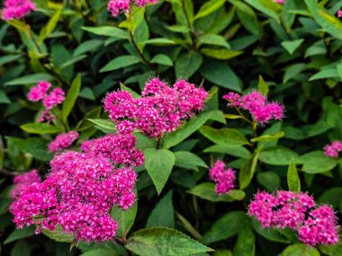 Renkli çiçeklerle dolup taşan canlı yaz çiçekleri. Bahçe temaları, manzara tasarımları ve neşeli arka planlar için mükemmel. Ticari ve dekoratif kullanım için yüksek kaliteli görüntü