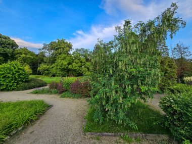 Canlı bahçe bitkileri, çalılar ve ağaçlar tamamen çiçek açmış. Peyzaj tasarımı, bahçıvanlık kavramları ve doğal altyapı için mükemmel. Ticari ve dekoratif kullanım için yüksek kaliteli görüntü