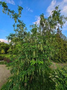 Canlı bahçe bitkileri, çalılar ve ağaçlar tamamen çiçek açmış. Peyzaj tasarımı, bahçıvanlık kavramları ve doğal altyapı için mükemmel. Ticari ve dekoratif kullanım için yüksek kaliteli görüntü