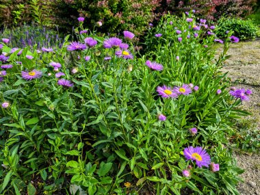 Renkli çiçeklerle dolup taşan canlı yaz çiçekleri. Bahçe temaları, manzara tasarımları ve neşeli arka planlar için mükemmel. Ticari ve dekoratif kullanım için yüksek kaliteli görüntü