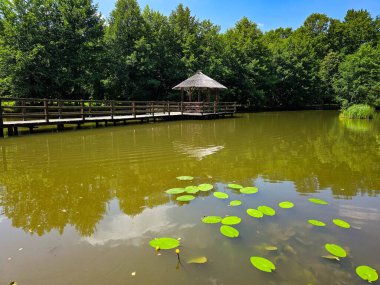 Botanik bahçesinin bu çarpıcı fotoğrafıyla kendinizi doğal bir uyum dünyasına daldırın. Görüntü canlı yeşillikleri, renkli çiçekleri ve bakımlı bir parkın huzurlu atmosferini yakalar. Doğa ve ekolojiyle ilgili projeler için mükemmel.