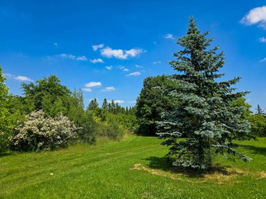 Botanik bahçesinin bu çarpıcı fotoğrafıyla kendinizi doğal bir uyum dünyasına daldırın. Görüntü canlı yeşillikleri, renkli çiçekleri ve bakımlı bir parkın huzurlu atmosferini yakalar. Doğa ve ekolojiyle ilgili projeler için mükemmel.