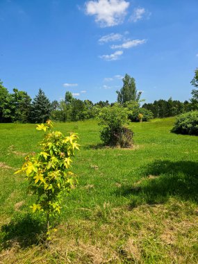 Botanik bahçesinin bu çarpıcı fotoğrafıyla kendinizi doğal bir uyum dünyasına daldırın. Görüntü canlı yeşillikleri, renkli çiçekleri ve bakımlı bir parkın huzurlu atmosferini yakalar. Doğa ve ekolojiyle ilgili projeler için mükemmel.