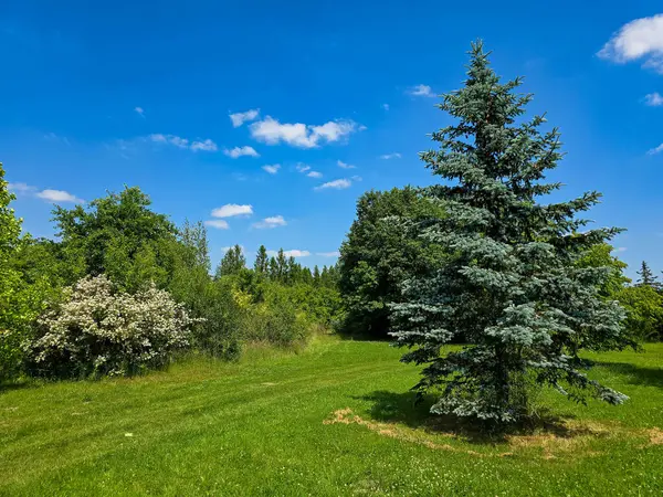 Botanik bahçesinin bu çarpıcı fotoğrafıyla kendinizi doğal bir uyum dünyasına daldırın. Görüntü canlı yeşillikleri, renkli çiçekleri ve bakımlı bir parkın huzurlu atmosferini yakalar. Doğa ve ekolojiyle ilgili projeler için mükemmel.