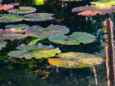 Bu büyüleyici stok fotoğrafı doğal sulak alanlarında geniş nilüferler üzerinde dinlenen büyüleyici kurbağaları gösteriyor. Görüntü, su bitkilerinin pürüzsüz yüzeyi ile zıt düşen amfibyumların dokulu ve nemli derilerini güzelce yakalıyor.